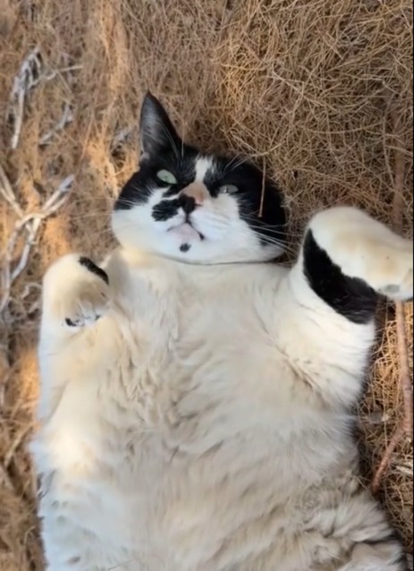 Fat Cat se convierte en un símbolo oficial de Creta