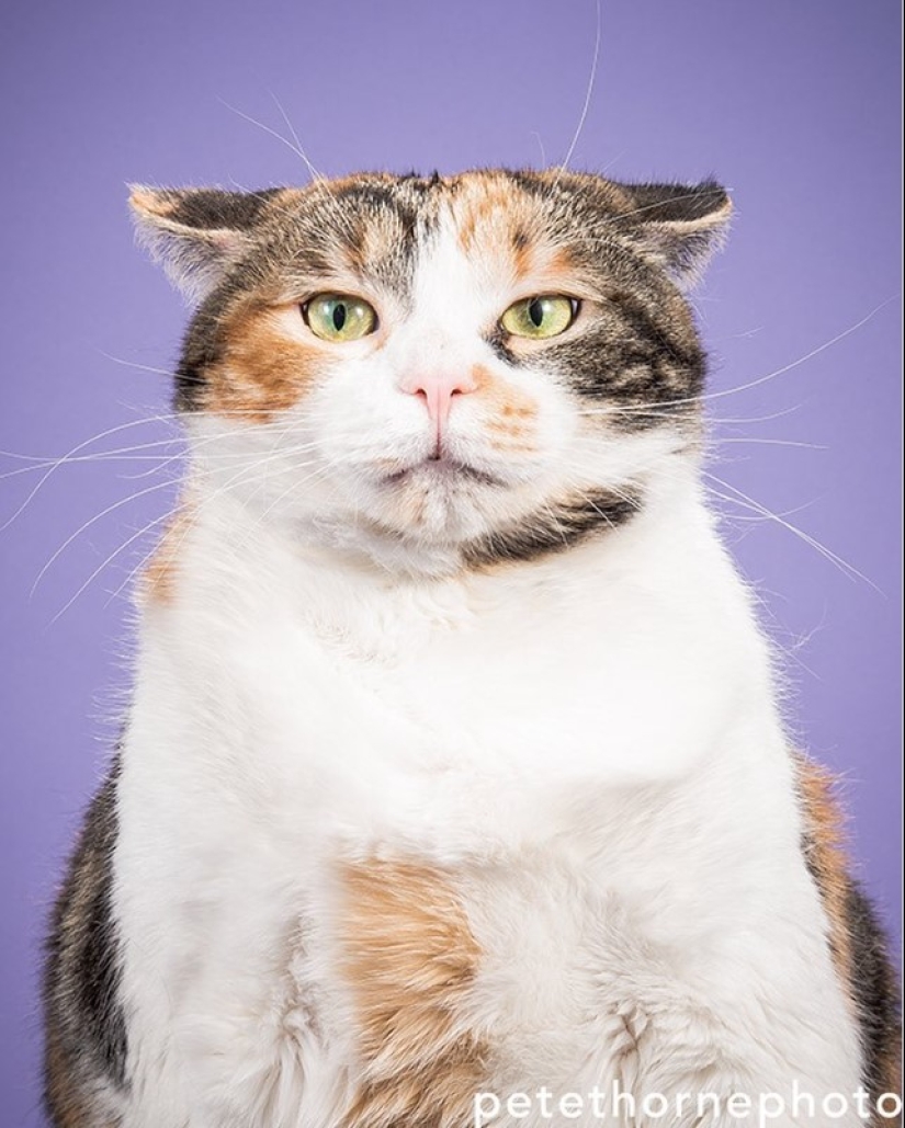 Fatness Will Save the World: Pete Thorne&#39;s Endearingly Enormous Cats
