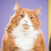 Fatness Will Save the World: Pete Thorne&#39;s Endearingly Enormous Cats