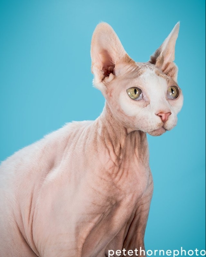 Fatness Will Save the World: Pete Thorne&#39;s Endearingly Enormous Cats