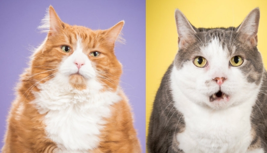 Fatness Will Save the World: Pete Thorne&#39;s Endearingly Enormous Cats