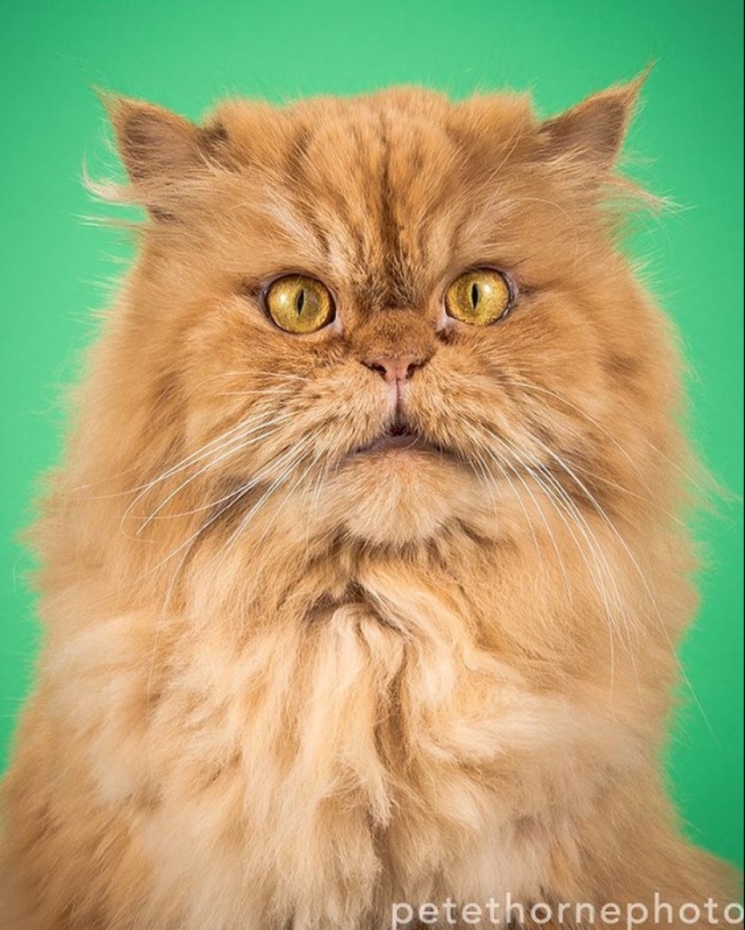 Fatness Will Save the World: Pete Thorne&#39;s Endearingly Enormous Cats