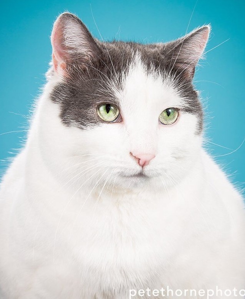 Fatness Will Save the World: Pete Thorne&#39;s Endearingly Enormous Cats