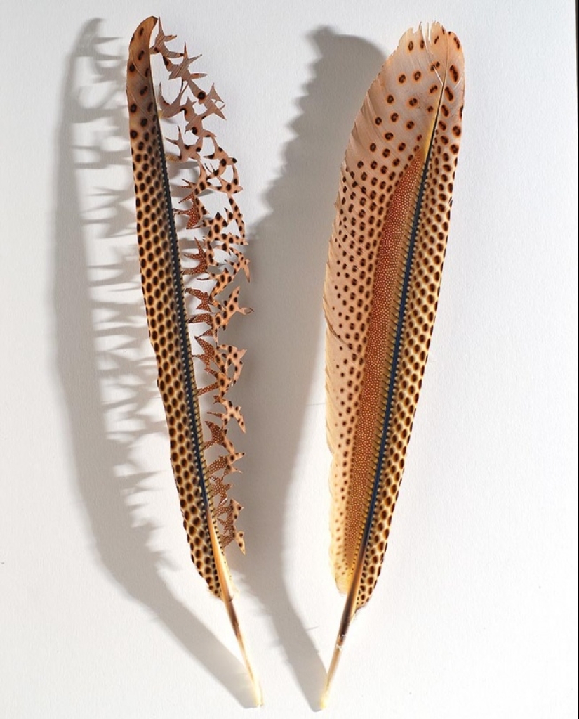 Feathers as art