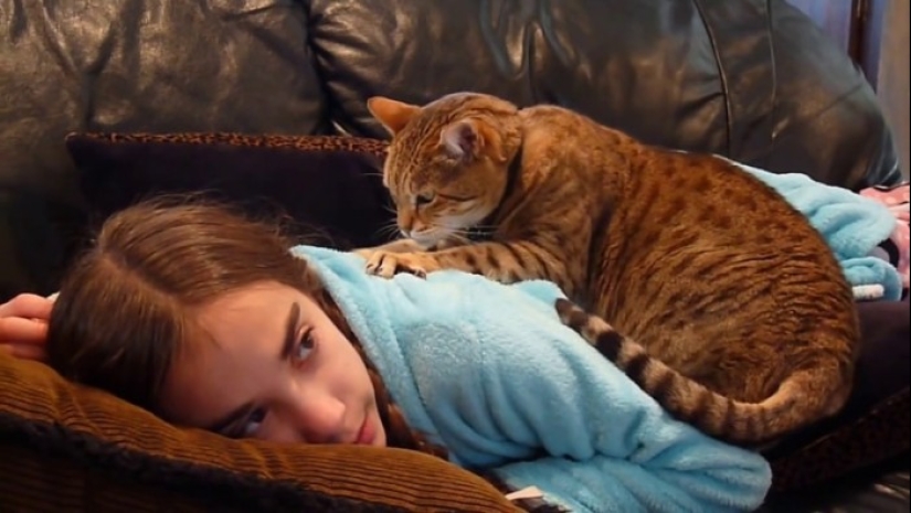 Feline therapy — why people are treated with cats and how it happens