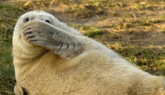 Finalists of the contest "Funny wildlife photos"