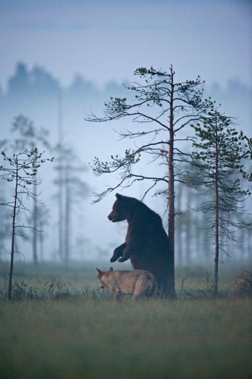 Finnish photographer captures unusual friendship between a wolf and a bear Finnish photographer captures unusual friendship between a wolf and a bear