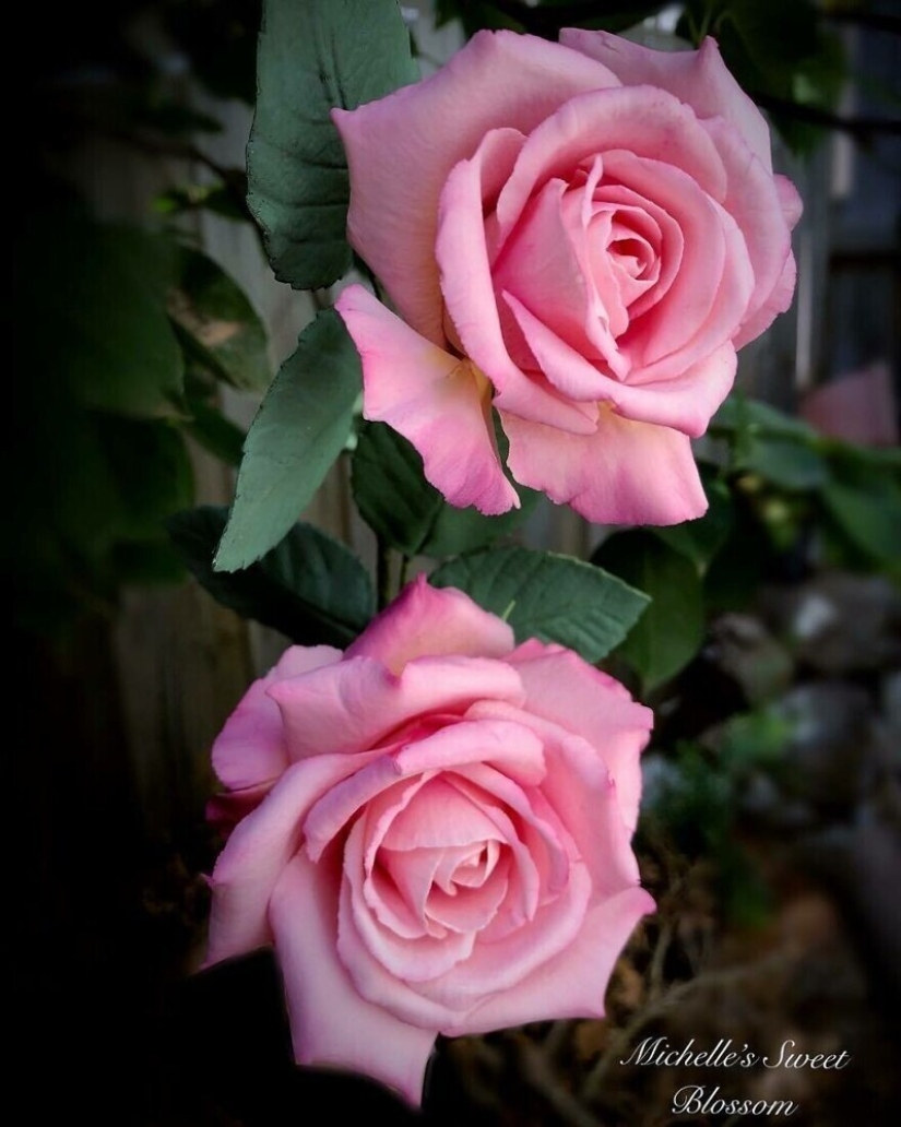 Flores de azúcar: 30 de la impresionante obra de Michelle Nguyen Flores de azúcar: 30 de la impresionante obra de Michelle Nguyen