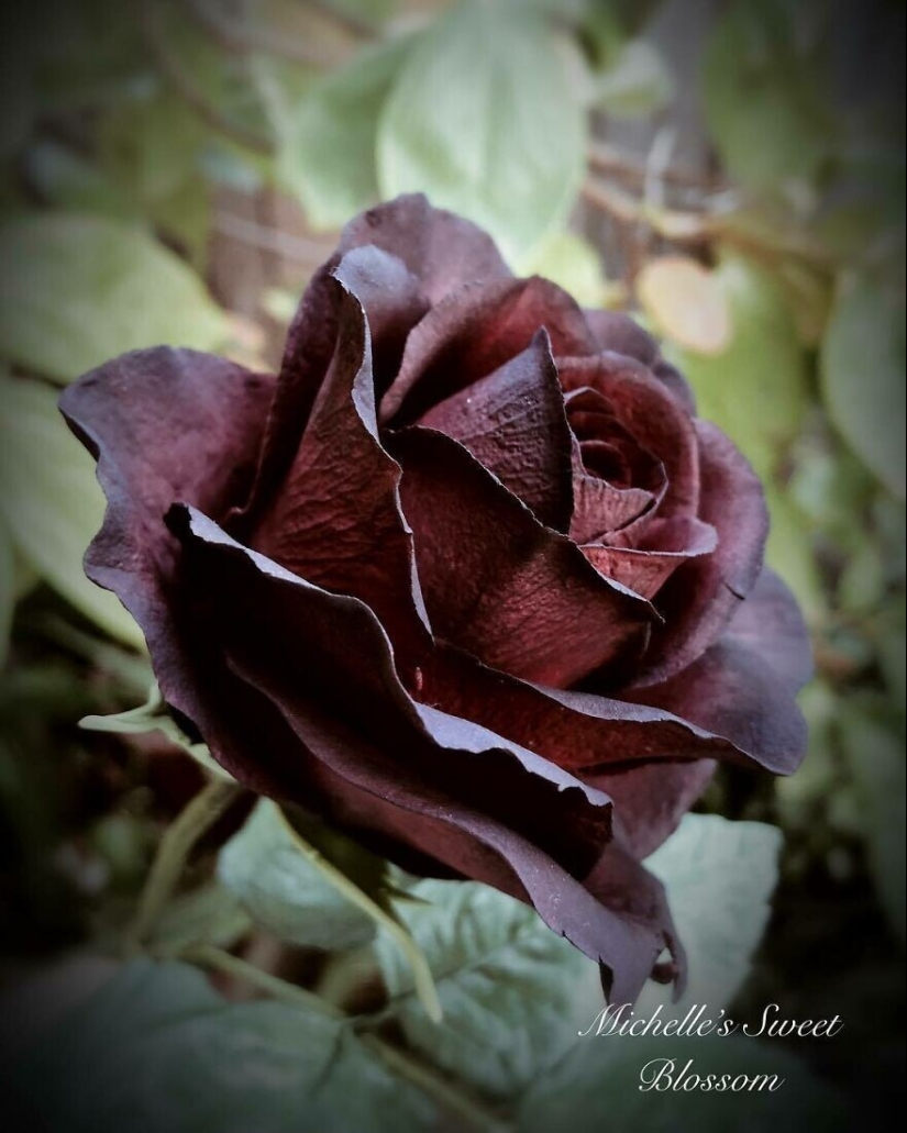 Flores de azúcar: 30 de la impresionante obra de Michelle Nguyen Flores de azúcar: 30 de la impresionante obra de Michelle Nguyen