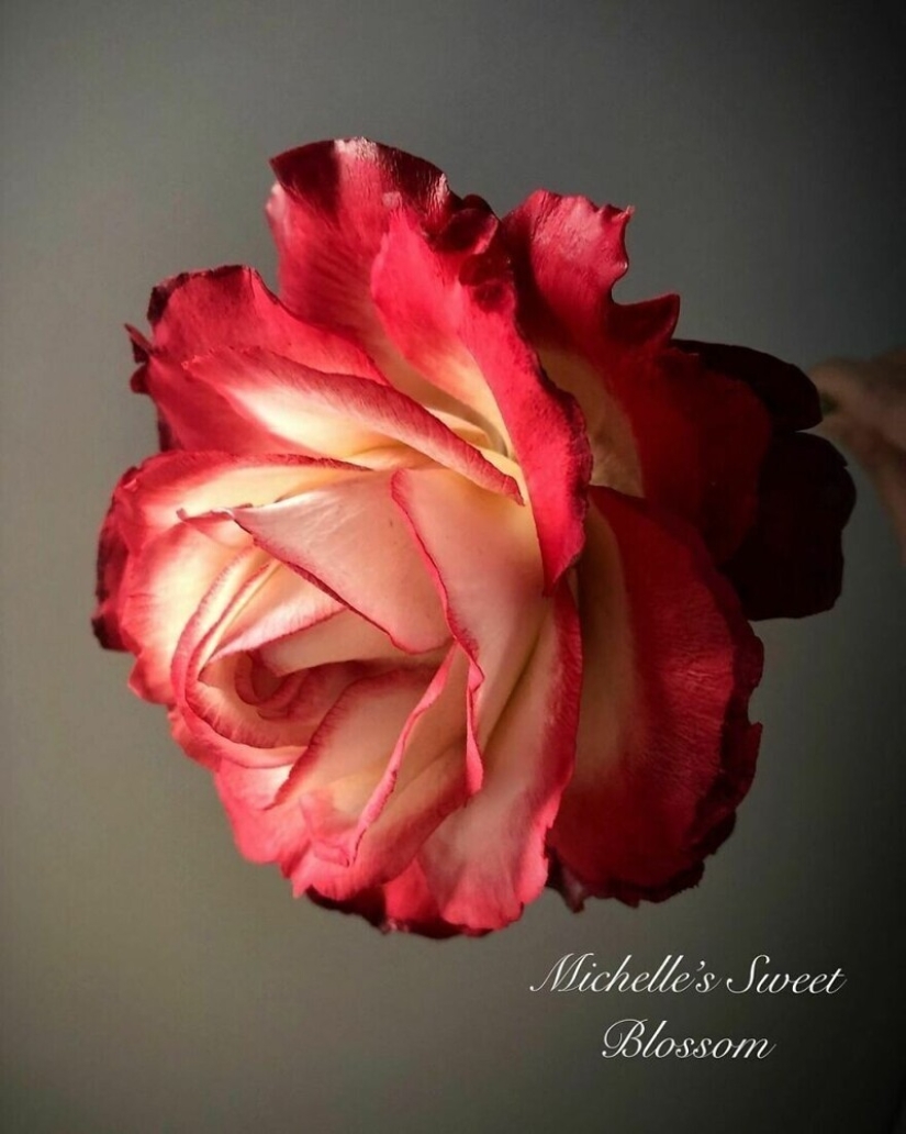 Flowers out of sugar: 30 stunning work from Michelle Nguyen Flowers out of sugar: 30 stunning work from Michelle Nguyen