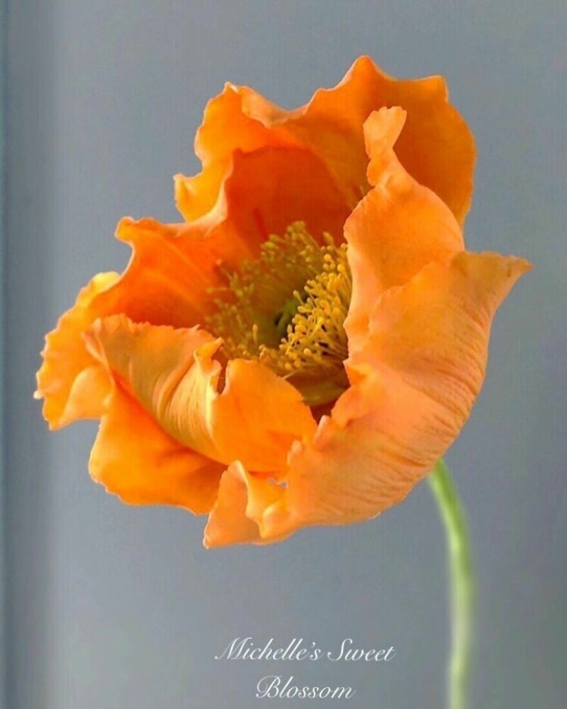 Flowers out of sugar: 30 stunning work from Michelle Nguyen Flowers out of sugar: 30 stunning work from Michelle Nguyen