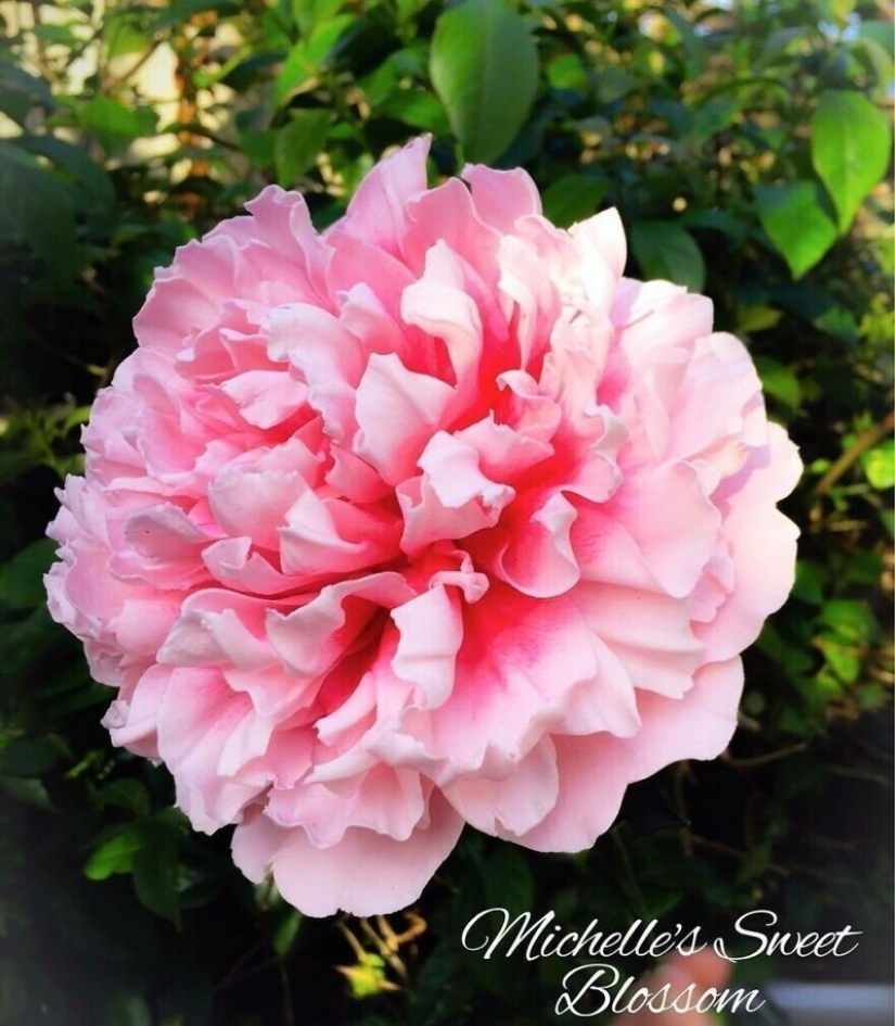 Flowers out of sugar: 30 stunning work from Michelle Nguyen Flowers out of sugar: 30 stunning work from Michelle Nguyen