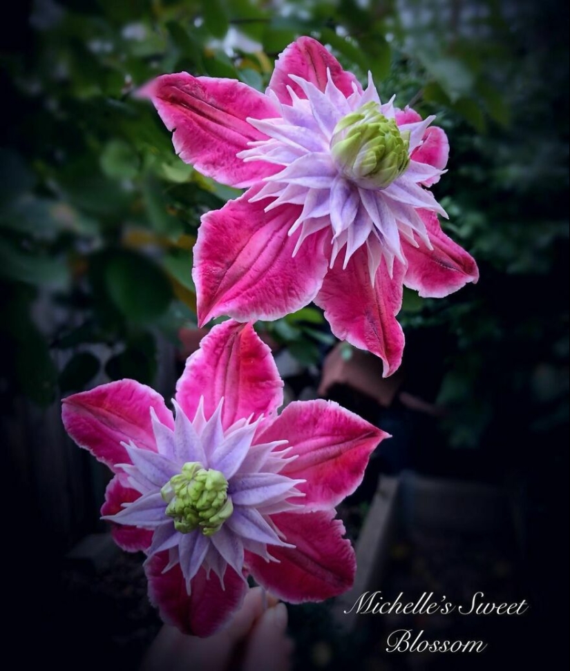 Flowers out of sugar: 30 stunning work from Michelle Nguyen Flowers out of sugar: 30 stunning work from Michelle Nguyen