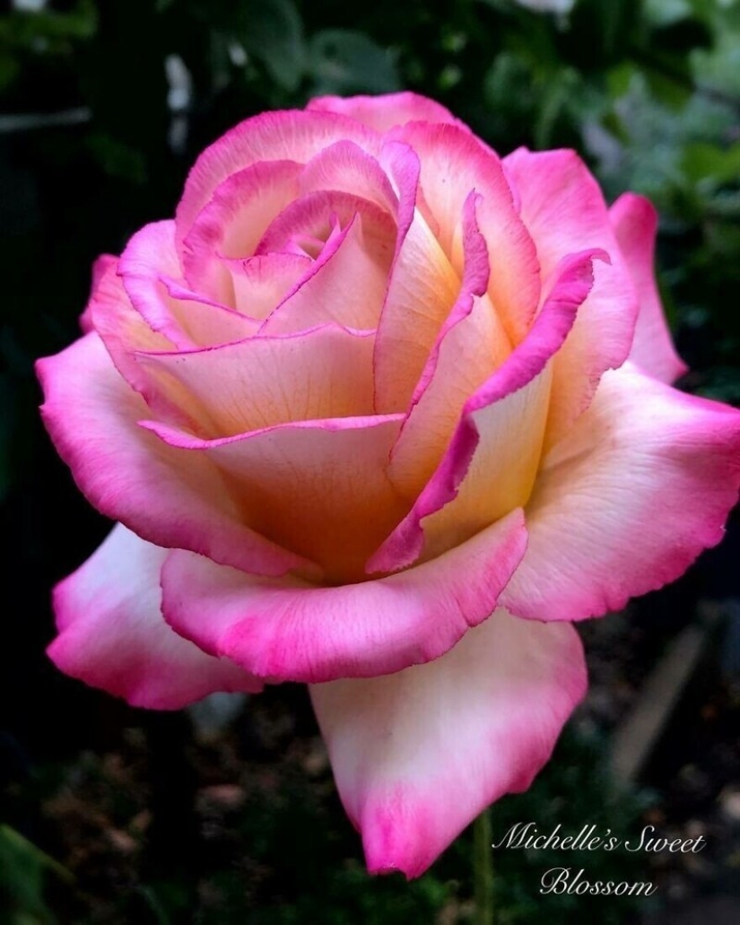 Flowers out of sugar: 30 stunning work from Michelle Nguyen Flowers out of sugar: 30 stunning work from Michelle Nguyen