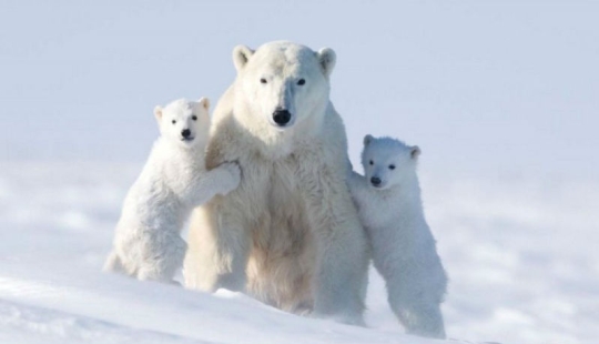 For the sake of these shots, the photographer spent 117 hours in the bitter cold