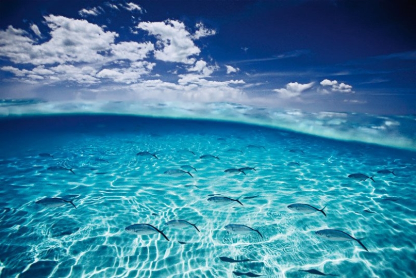 Fotografías de David Dubile: el mundo en la superficie y bajo el agua Fotografías de David Dubile: el mundo en la superficie y bajo el agua