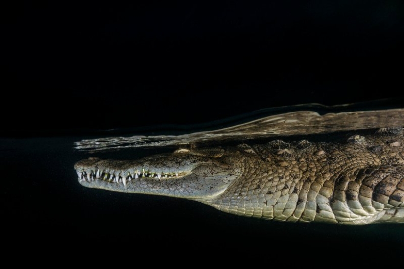 Fotografías de David Dubile: el mundo en la superficie y bajo el agua Fotografías de David Dubile: el mundo en la superficie y bajo el agua