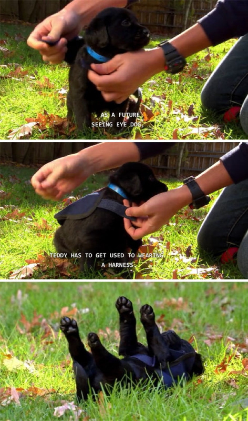 Fotos de cachorros en su primer día de servicio