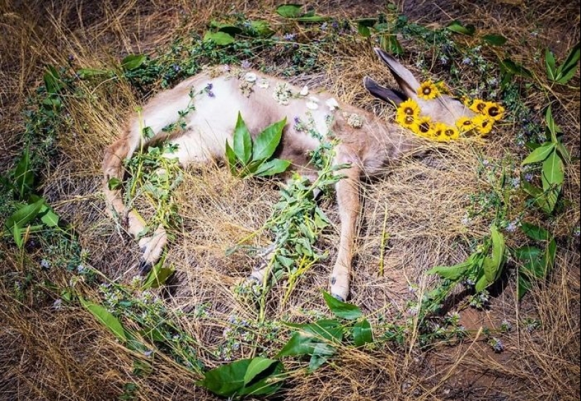 Fotos extraordinariamente hermosas y tristes de monumentos florales para animales muertos