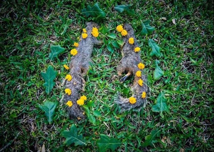 Fotos extraordinariamente hermosas y tristes de monumentos florales para animales muertos