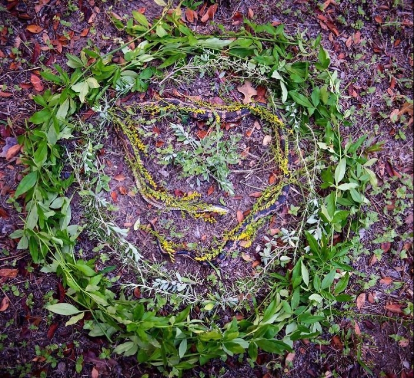 Fotos extraordinariamente hermosas y tristes de monumentos florales para animales muertos