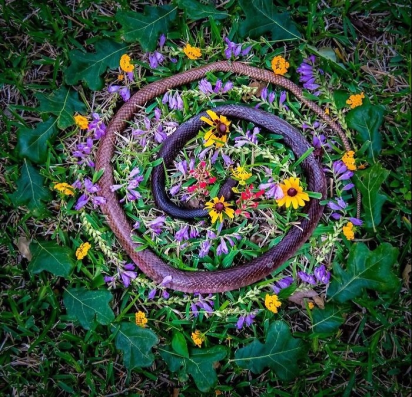 Fotos extraordinariamente hermosas y tristes de monumentos florales para animales muertos