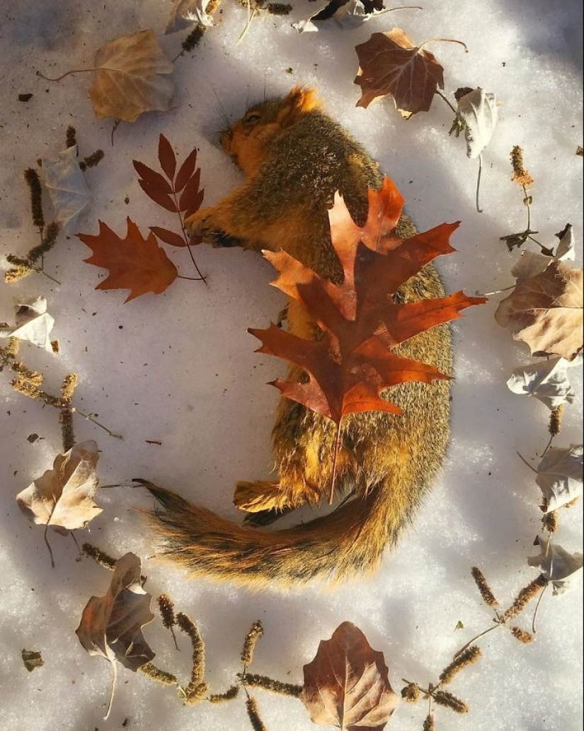 Fotos extraordinariamente hermosas y tristes de monumentos florales para animales muertos