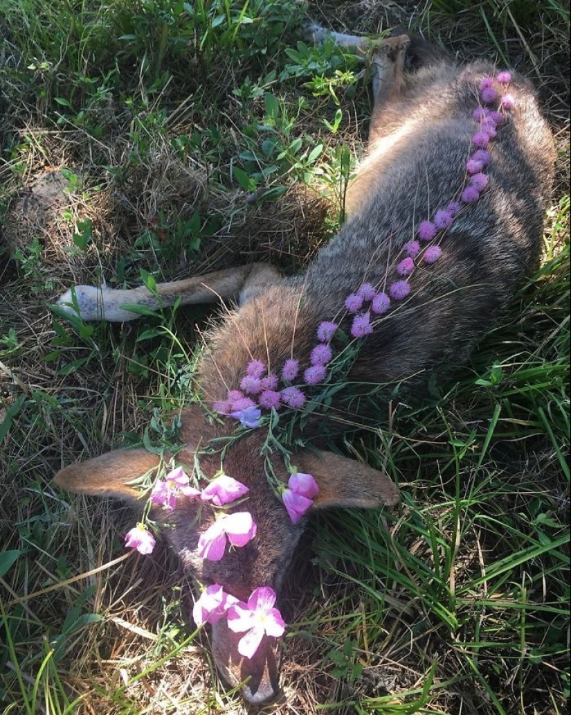 Fotos extraordinariamente hermosas y tristes de monumentos florales para animales muertos