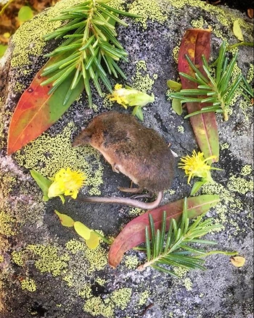 Fotos extraordinariamente hermosas y tristes de monumentos florales para animales muertos