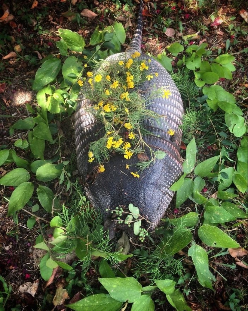 Fotos extraordinariamente hermosas y tristes de monumentos florales para animales muertos