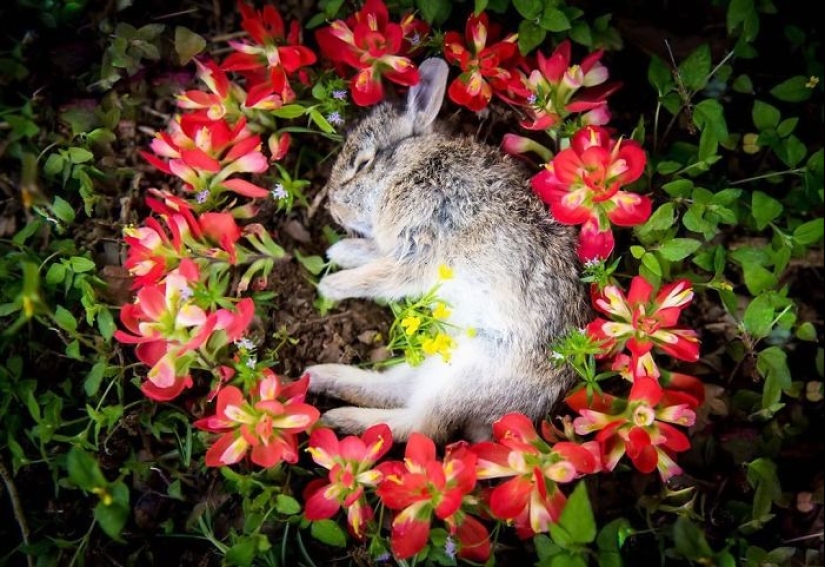 Fotos extraordinariamente hermosas y tristes de monumentos florales para animales muertos