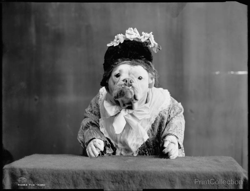 Fotos retro de animales Fotos retro de animales