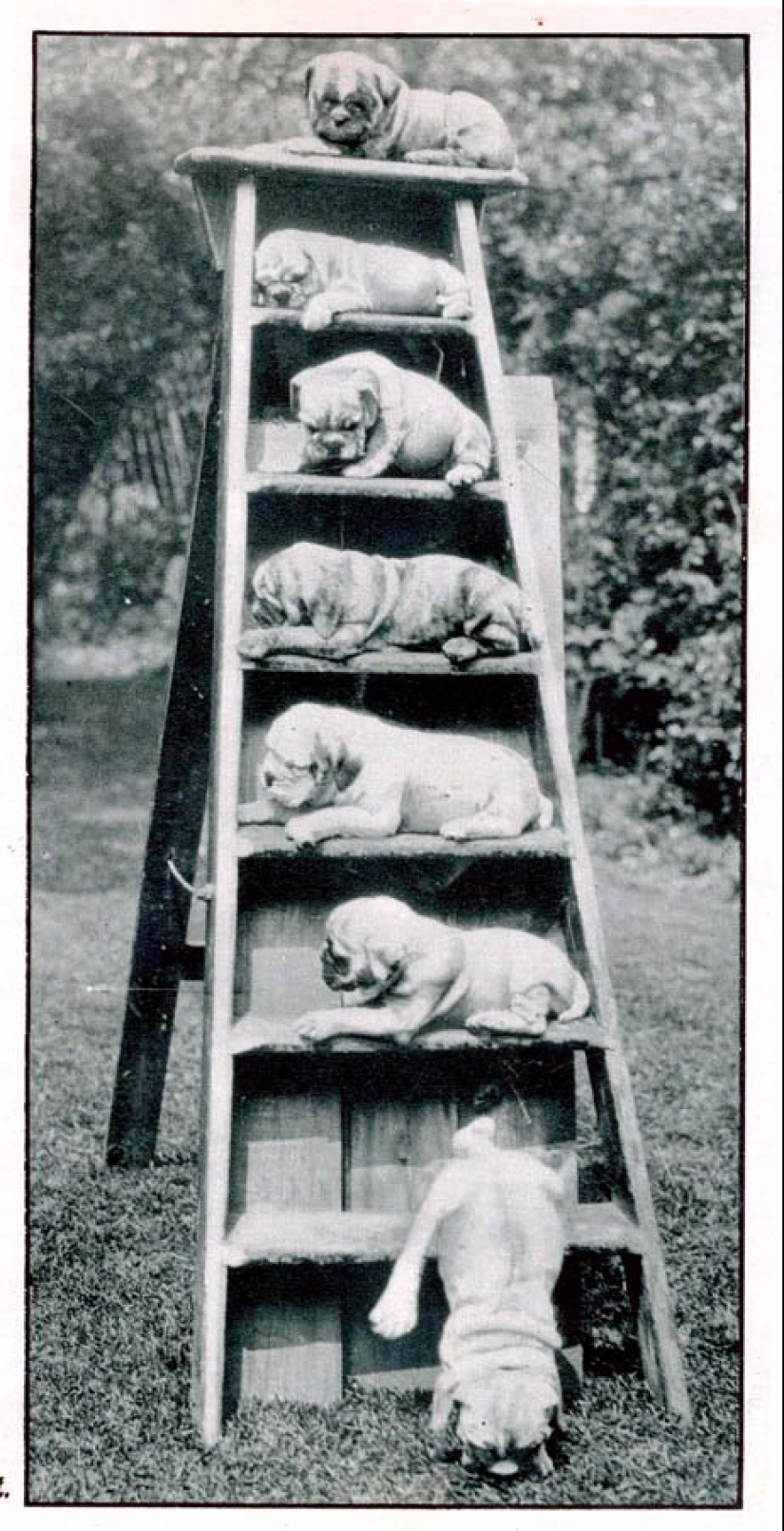 Fotos retro de animales Fotos retro de animales