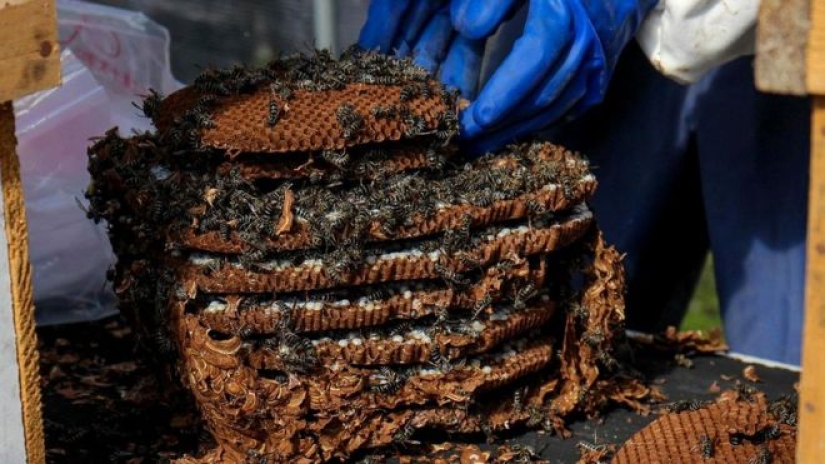 Fried wasps — the delicacy of Japanese cuisine Fried wasps — the delicacy of Japanese cuisine