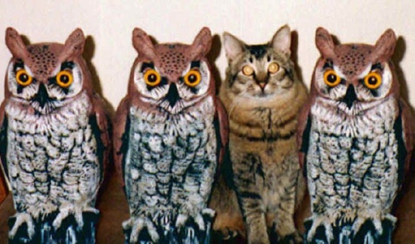 Friend among Foes, Friend among Foes: 18 Great cases of Disguise