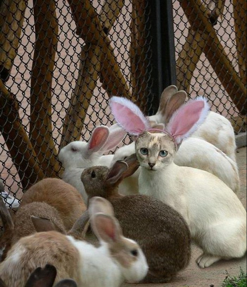 Friend among Foes, Friend among Foes: 18 Great cases of Disguise