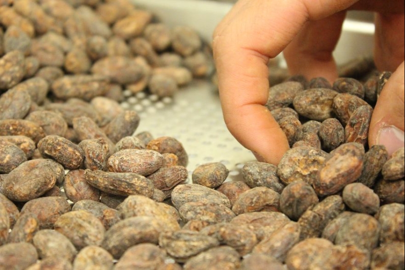 From the pods on the tree to the finished chocolate bar: how do craftsy chocolate