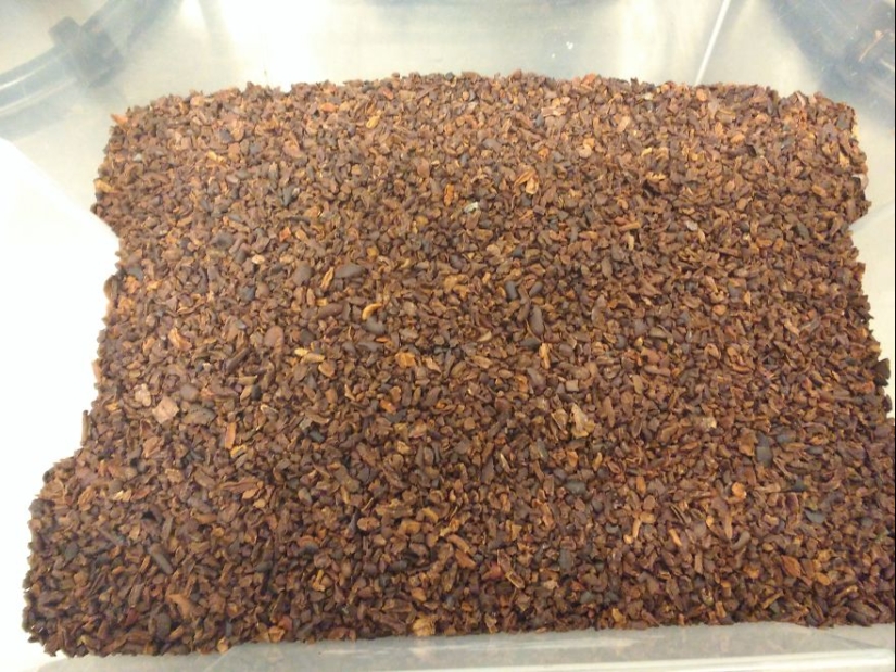 From the pods on the tree to the finished chocolate bar: how do craftsy chocolate