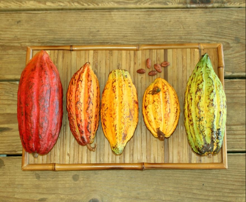 From the pods on the tree to the finished chocolate bar: how do craftsy chocolate