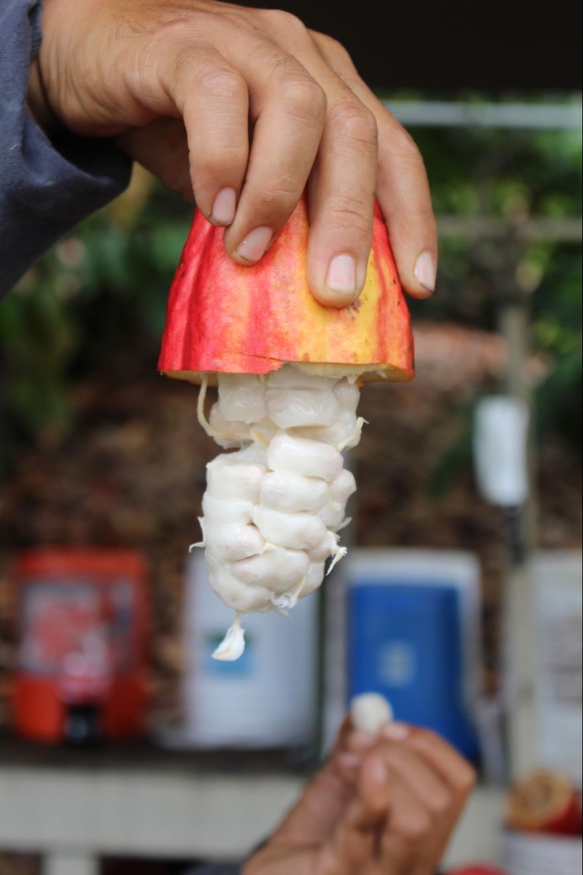 From the pods on the tree to the finished chocolate bar: how do craftsy chocolate