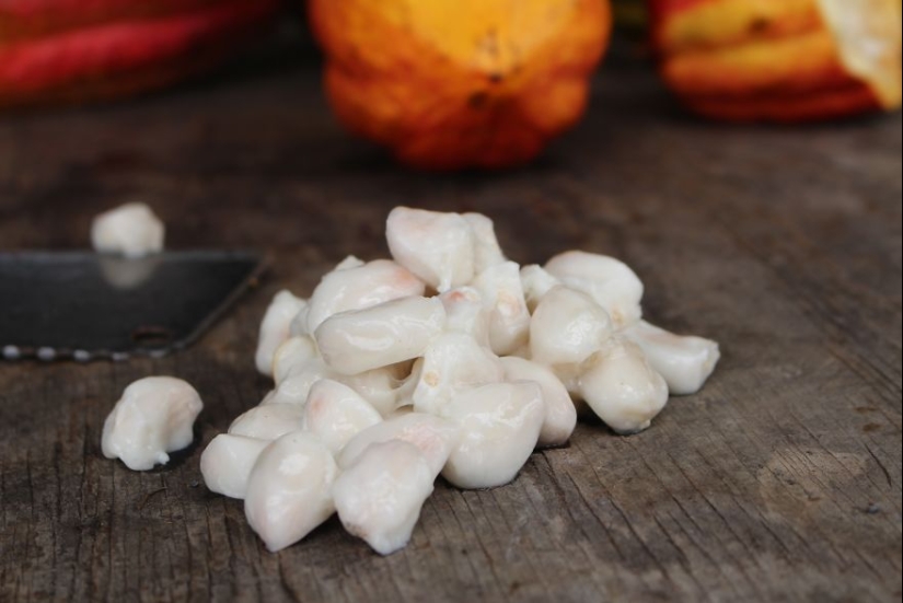 From the pods on the tree to the finished chocolate bar: how do craftsy chocolate