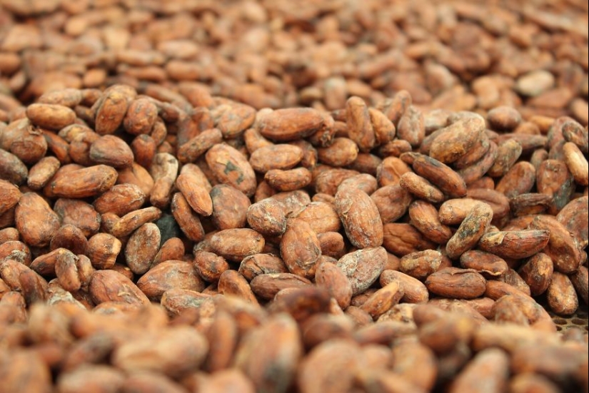 From the pods on the tree to the finished chocolate bar: how do craftsy chocolate