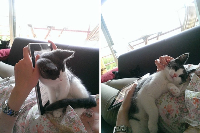 Funny animals that need the attention of the owner right now