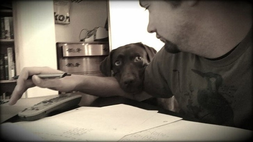 Funny animals that need the attention of the owner right now