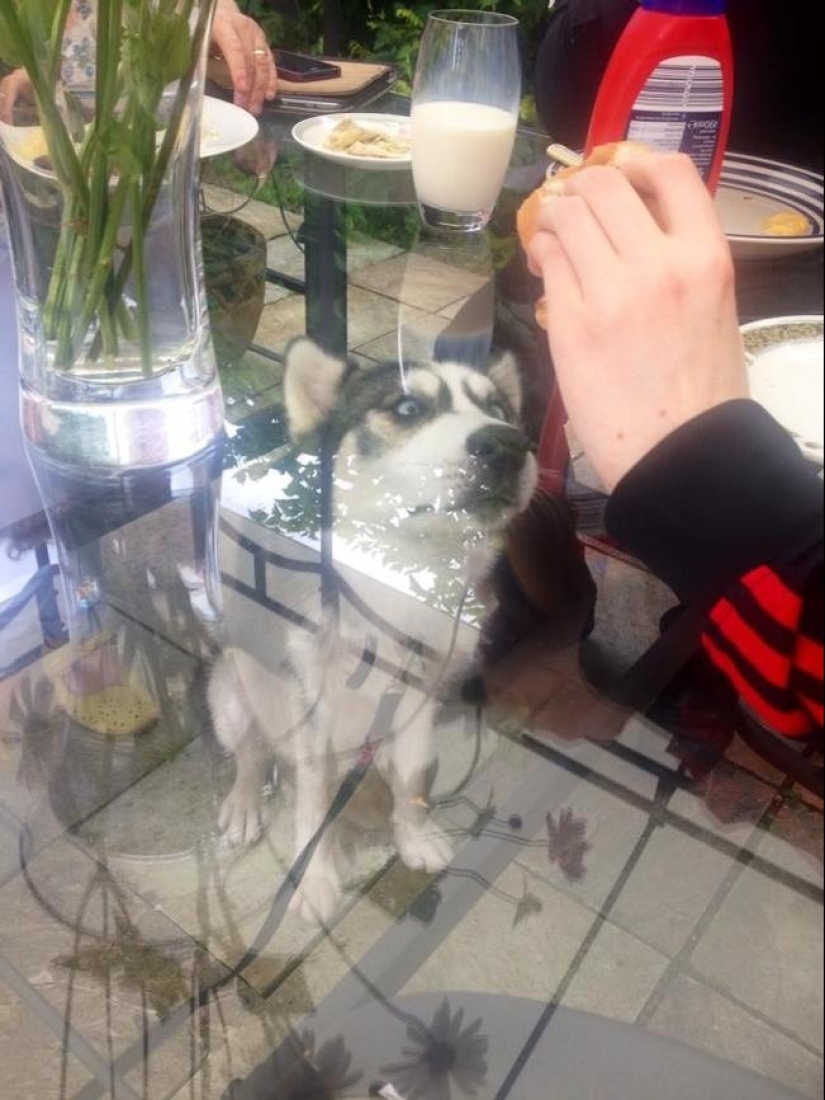 Funny animals that need the attention of the owner right now