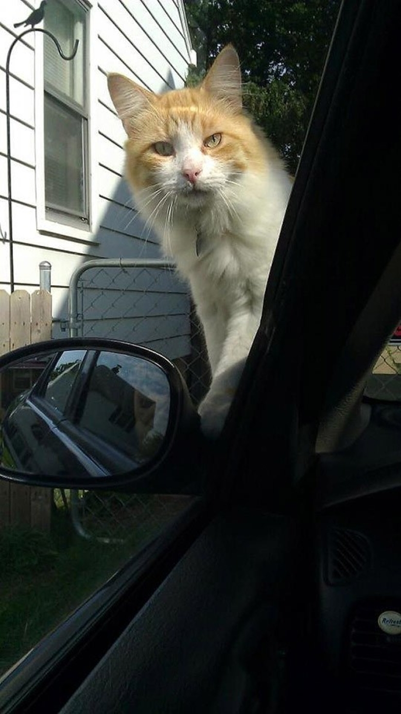 Funny animals that need the attention of the owner right now