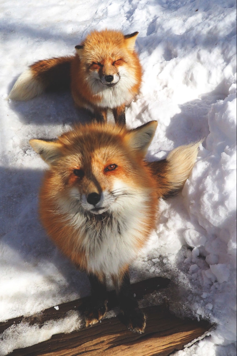 Fur all around: more than a hundred foxes live in a Japanese village