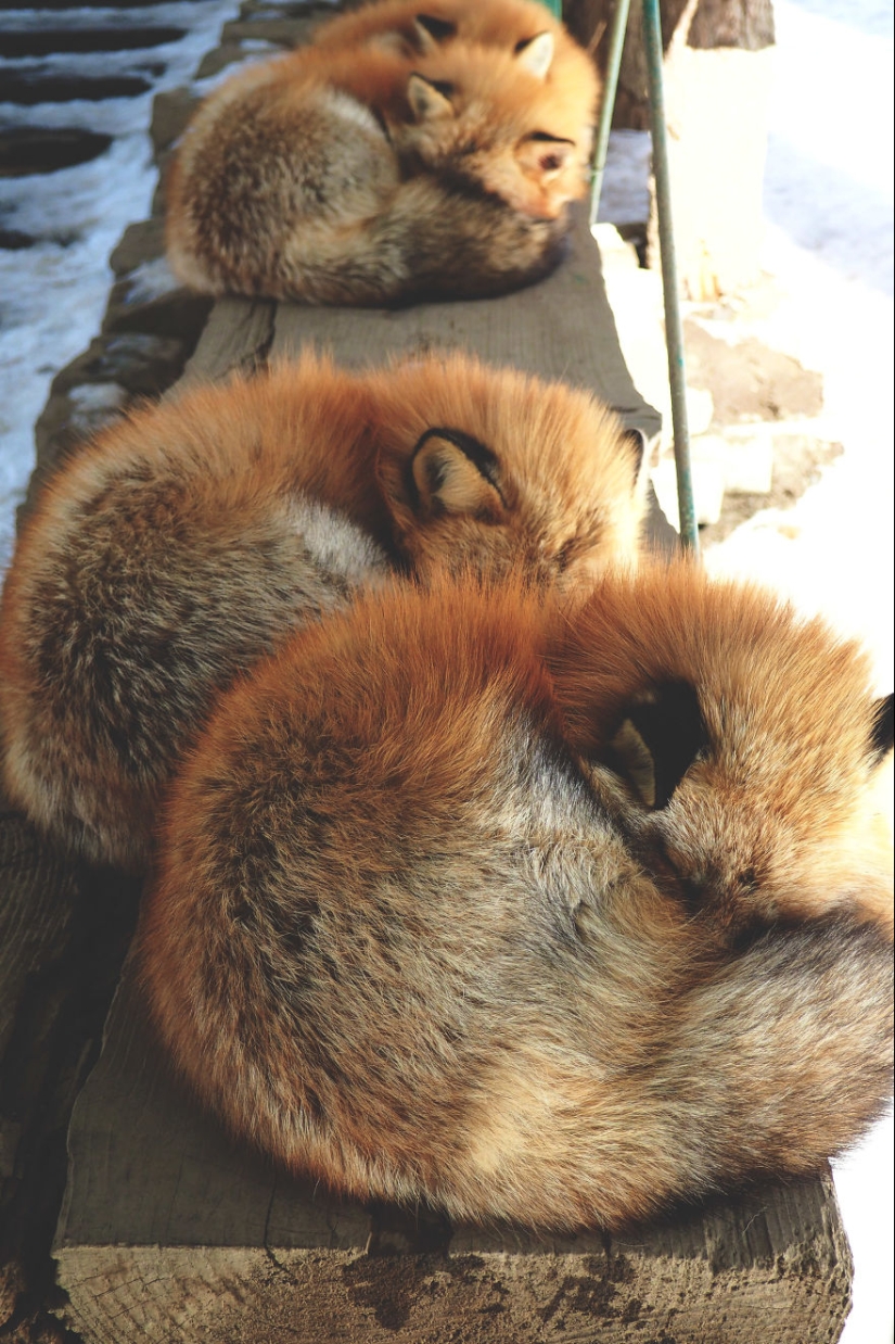 Fur all around: more than a hundred foxes live in a Japanese village