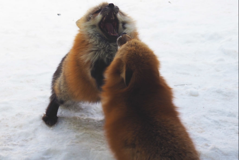 Fur all around: more than a hundred foxes live in a Japanese village