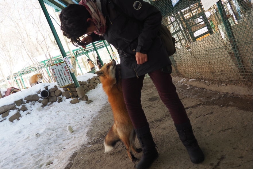 Fur all around: more than a hundred foxes live in a Japanese village